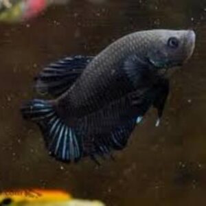 Betta Macho Black Placate 3-5cm