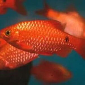 Barbo Cereja Macho 2-4cm