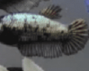 Betta Fêmea Bronze 2-4cm