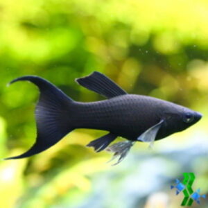 Molinesia Black Lira 2-4cm