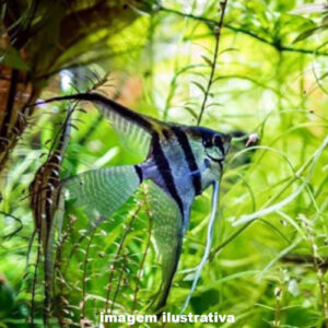 Acara Bandeira Zebra Azul Véu 4-5cm