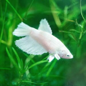Betta Fêmea White 2-4cm