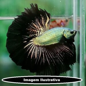 Betta Macho Sumurai Black 3-5cm