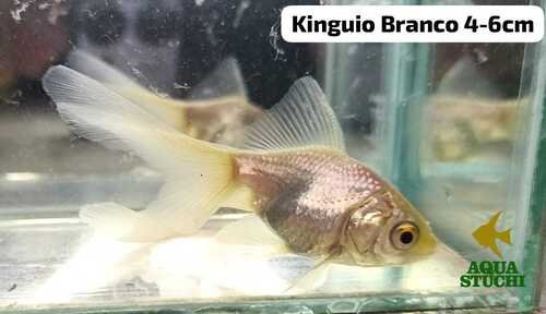 Kinguio Comum Branco 3-5cm 2 Kinguio Comum Branco 3-5cm