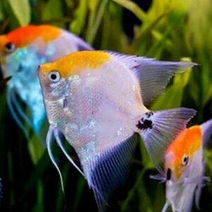Acara Bandeira Siamês Koi 3-4cm