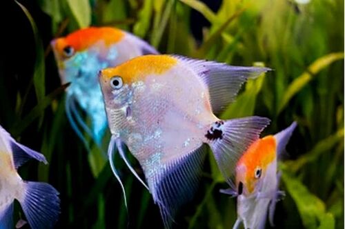 Acara Bandeira Siamês Koi 3-4cm