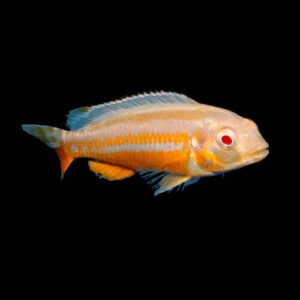 Auratus Albino 3-6cm