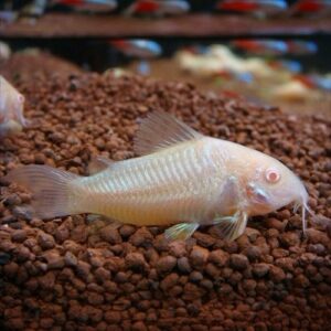 Corydora Albina 2-3cm