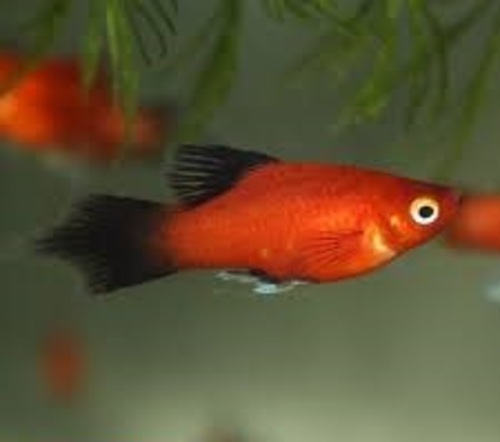 Platy Ruby Seta 2-4cm 1 Platy Ruby Seta 2-4cm
