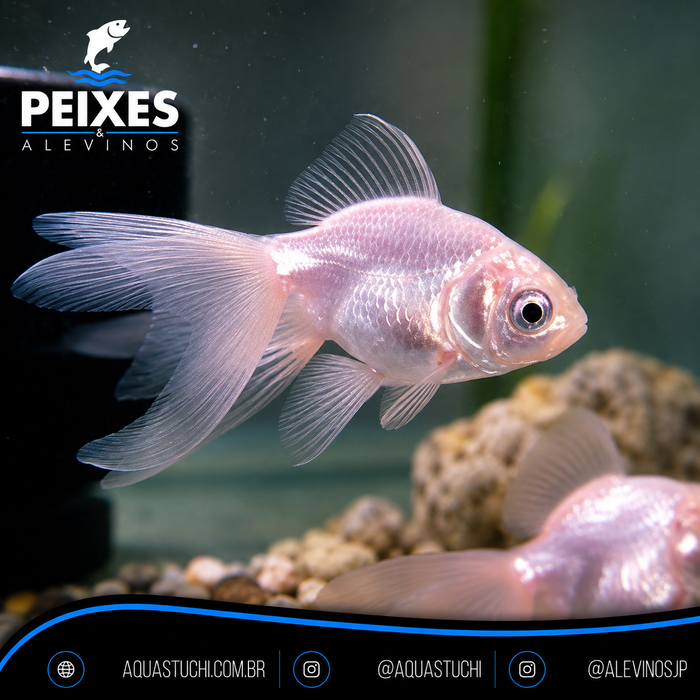 Kinguio Branco 3 caudas 3-6cm
