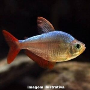 Tetra Colombiano 3-6cm