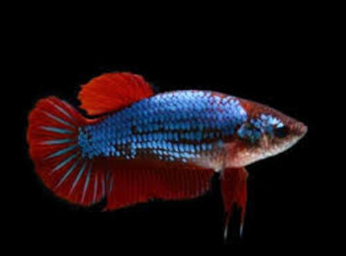 Betta Fêmea Dragon 2-4cm 1 Betta Fêmea Dragon 2-4cm