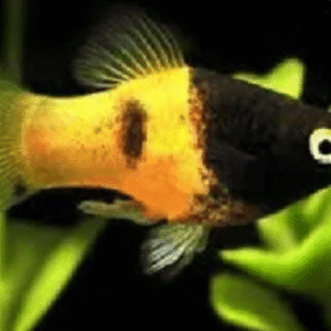 Plati Abelhinha 2-4cm