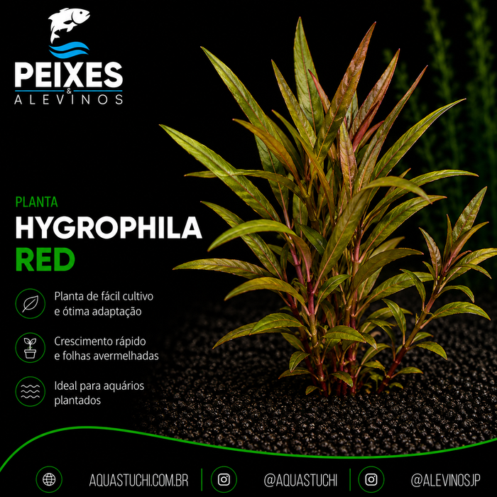 Hygrophila Red
