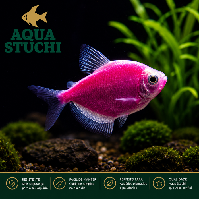 Tetra Monja Roxo GloFish 2-3cm