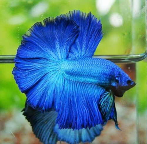 Betta Macho Splendens Azul 3-5cm 1 Betta Macho Splendens Azul 3-5cm