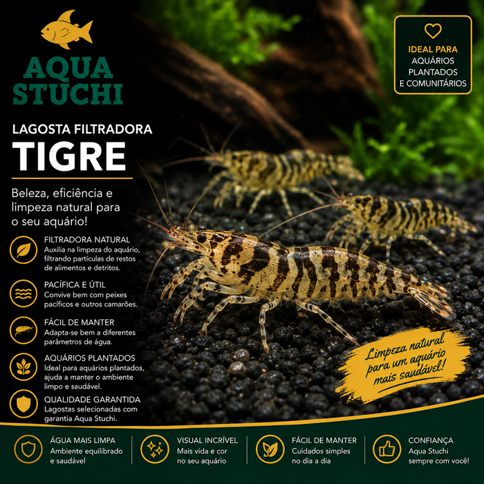 Lagosta Filtradora Tigre 3-6cm