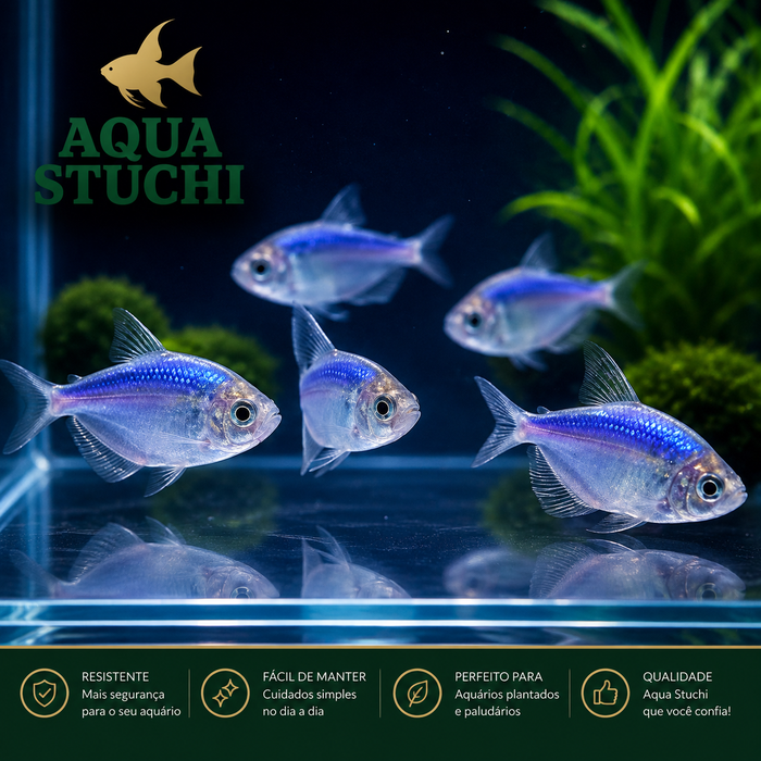 Tetra Monja Azul GloFish 2-3cm