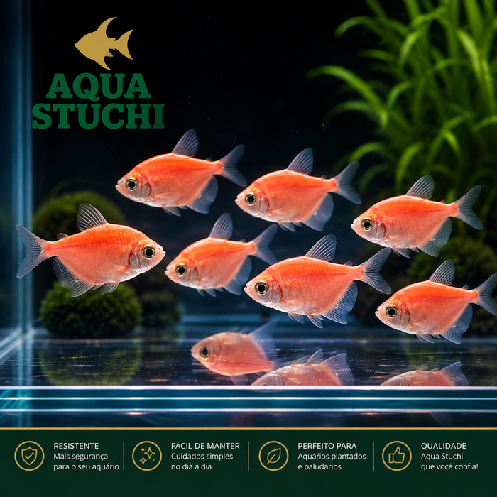 Tetra Monja Rosa GloFish 2-3cm