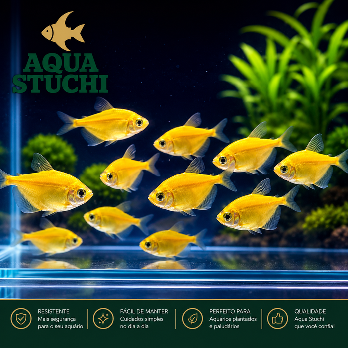 Tetra Monja Amarelo GloFish 2-3cm