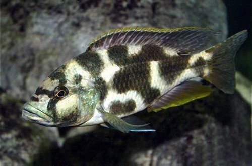 Livingstone 3-6cm 1 Livingstone 3-6cm