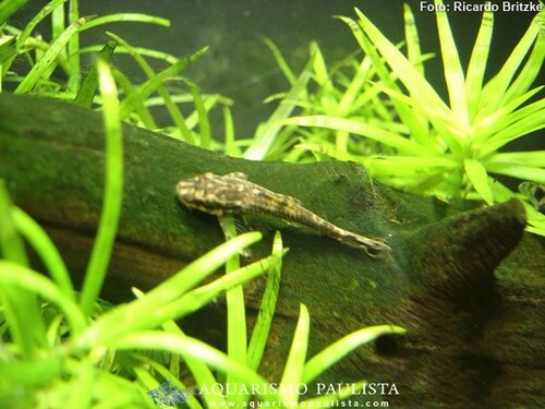 Parotocinclus 3-5cm 1 Parotocinclus 3-5cm