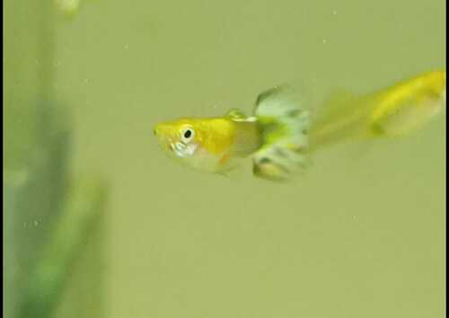 Lebiste Yellow Mosaico Casal 2-4cm 2 Lebiste Yellow Mosaico Casal 2-4cm