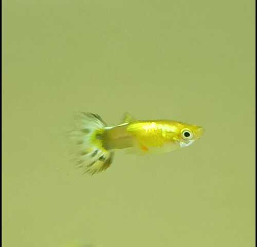 Lebiste Yellow Mosaico Casal 2-4cm 1 Lebiste Yellow Mosaico Casal 2-4cm