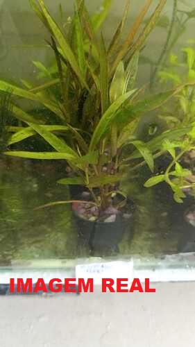 Hygrophila Red 2 Hygrophila Red