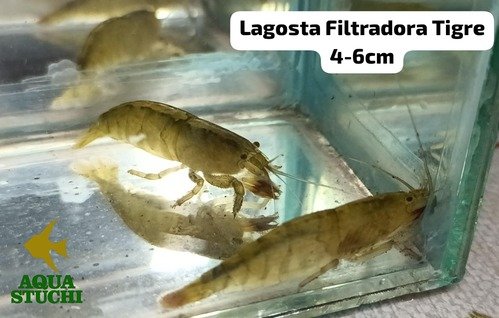 Lagosta Filtradora Tigre 3-6cm 2 Lagosta Filtradora Tigre 3-6cm