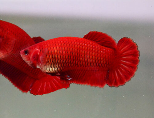 Betta Splendens Fêmea Vermelha 2-3cm 1 Betta Splendens Fêmea Vermelha 2-3cm