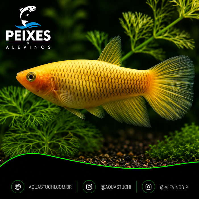 Betta Fêmea Splendens Amarela 2-4cm 1 Betta Fêmea Splendens Amarela 2-4cm