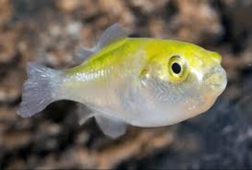 Baiacu Abacate 3-5cm 1 Baiacu Abacate 3-5cm