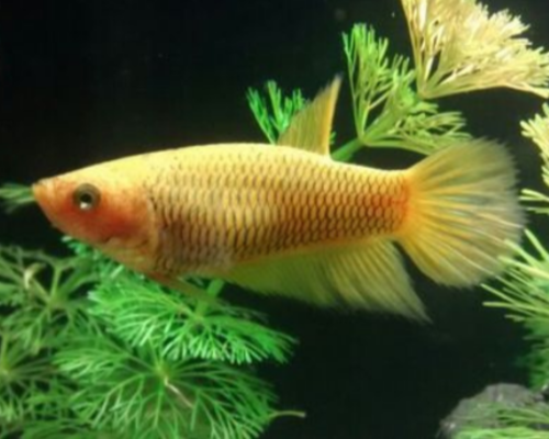 Betta Splendens Fêmea Amarela 2-3cm 1 Betta Splendens Fêmea Amarela 2-3cm