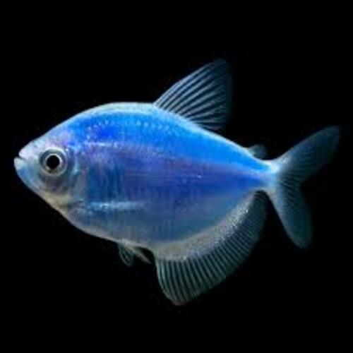 Tetra Monja Azul 2-3cm 1 Tetra Monja Azul 2-3cm