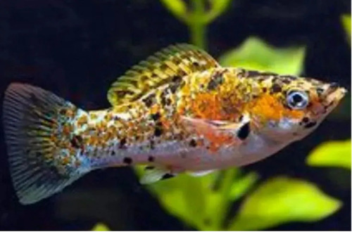 Molinesia Milk Pavão 2-4cm 1 Molinesia Milk Pavão 2-4cm