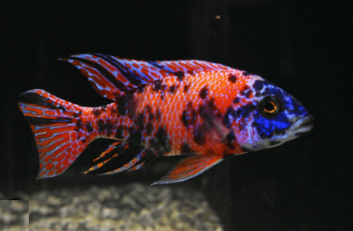 Aulonocara Orange Blue 6-9cm 1 Aulonocara Orange Blue 6-9cm