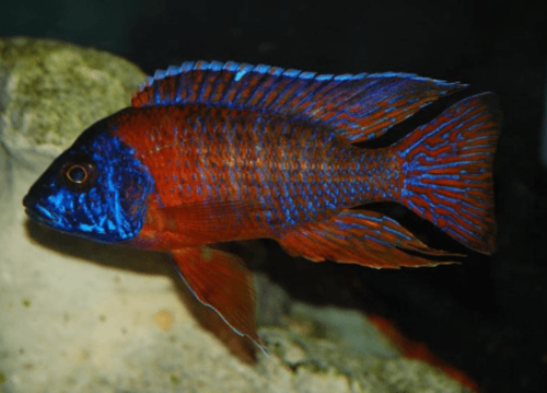 Aulonocara Red Flash 6-8cm 1 Aulonocara Red Flash 6-8cm