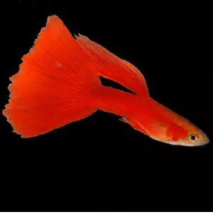 Lebiste Full Red Casal 2-4cm