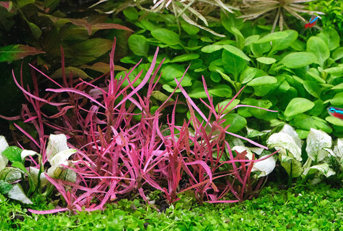 Hygrophila Red 1 Hygrophila Red