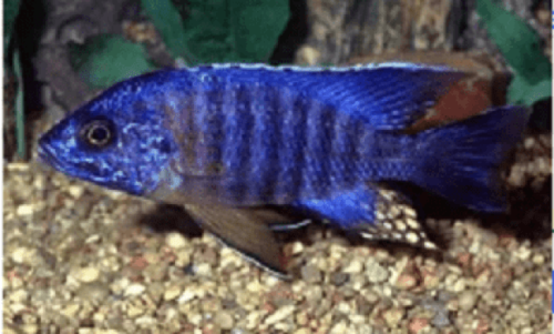 Aulonocara Blue Orchid 6-8cm 1 Aulonocara Blue Orchid 6-8cm