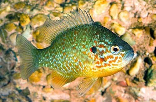 Ciclideo do Sol 3-6cm 1 Ciclideo do Sol 3-6cm