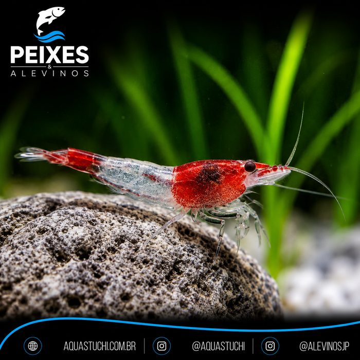 Camarão Neocaridina Red Rili 1-2cm