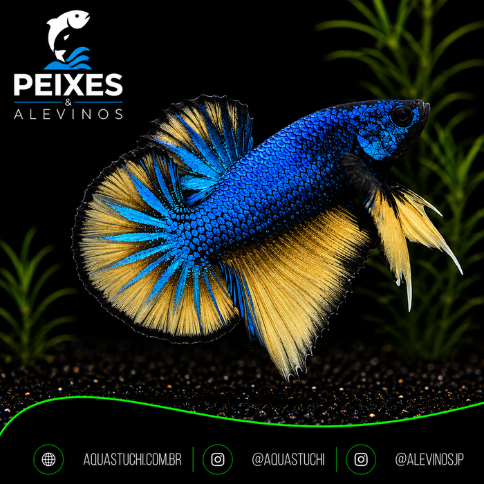 Betta Macho Plakat Mustard Gas 3-6cm 1 Betta Macho Plakat Mustard Gas 3-6cm