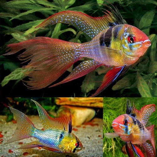 Ramirezi Comum Véu 4-6cm 1 Ramirezi Comum Véu 4-6cm