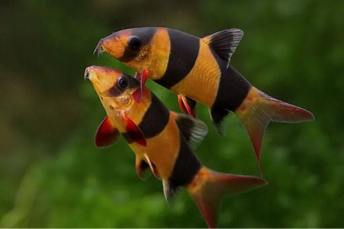 Botia Palhaço 3-4cm 1 Botia Palhaço 3-4cm