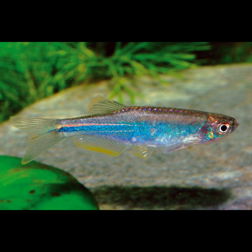Danio Azul 2-3cm 1 Danio Azul 2-3cm