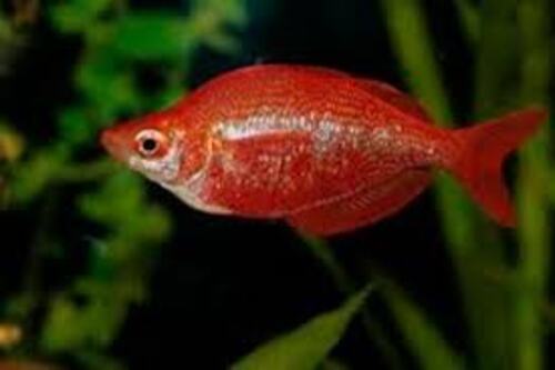 Melanotaenia Maça 2-4cm 1 Melanotaenia Maça 2-4cm