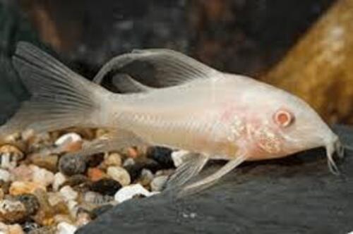 Corydora Albina Véu 2-3cm 1 Corydora Albina Véu 2-3cm