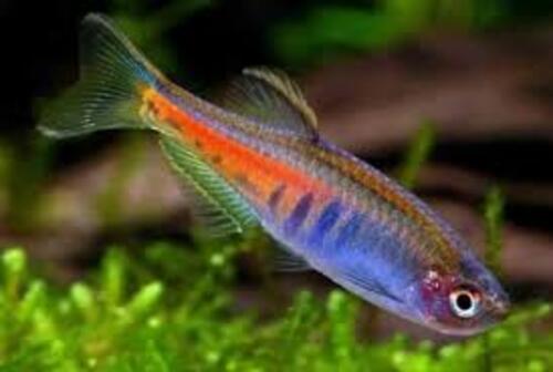 Danio Glowlight 2-3cm 1 Danio Glowlight 2-3cm